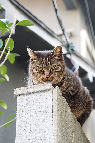 マールが見張り