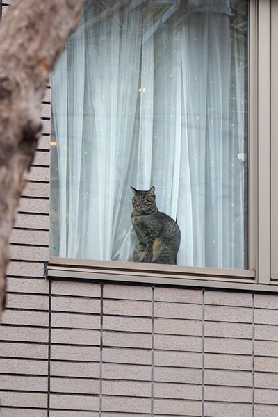 窓辺の猫さん縦