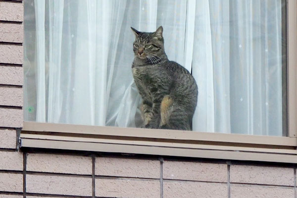 窓辺の猫キジトラさんアップ
