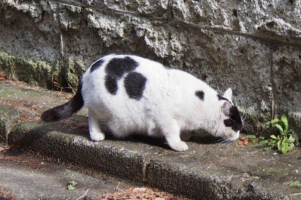 食べる坊