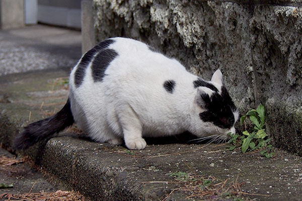 食べる坊2