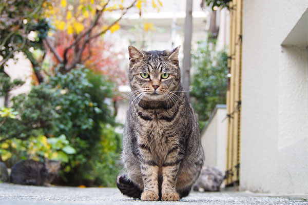 タビッツ階段の上