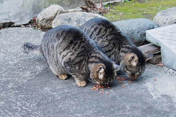 並んで食べる