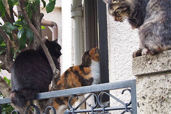 オトワちゃんガラスにくっついてる