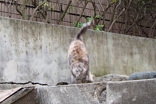 カモ来たーー