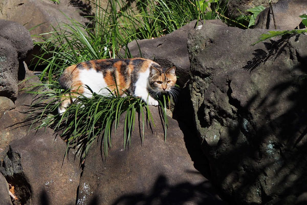 岩に三毛猫１ｓｔ