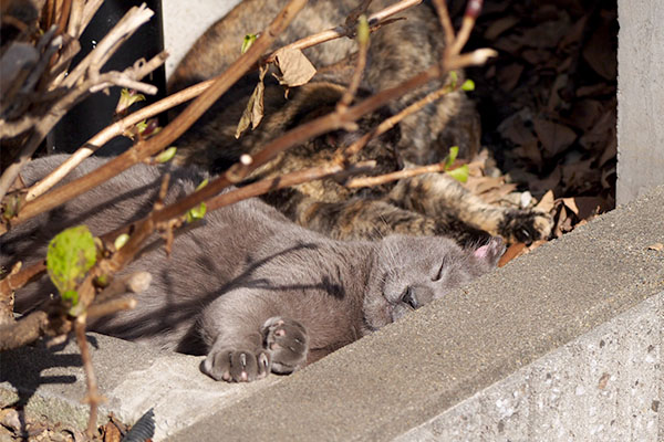 トップ写真の引き