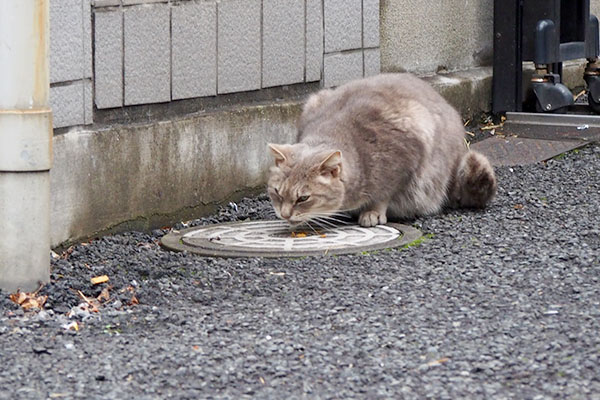 食べてくれたグリ