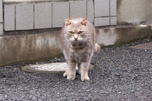 じっと見るグリ