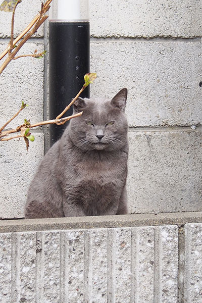 目を開けているロシグ