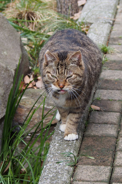 ゆっくりと近寄ってきたフォックス