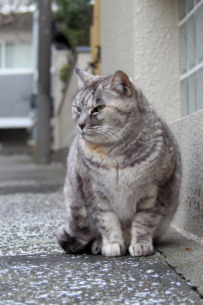 厳しい表情の銀