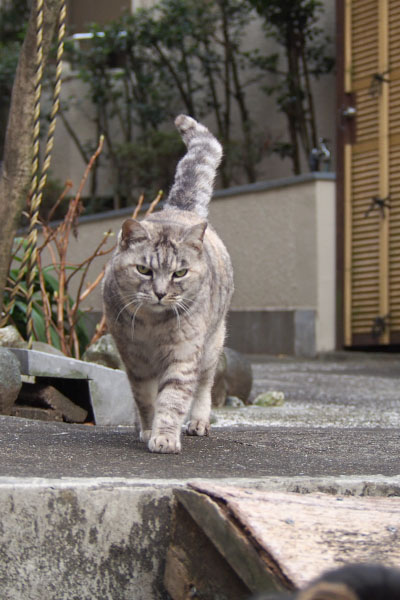 銀ちゃん尻尾を立てて