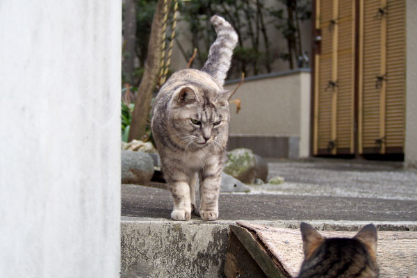 銀ちゃんタビワンを見る