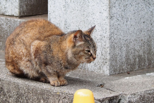 出てきたルルちゃん