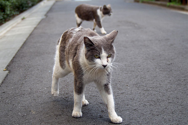 ちびにゃん手前で渡る