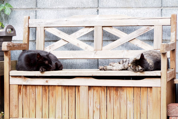 キキョウとキリ横になる