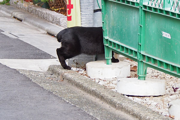 しっぽが短い黒猫さん