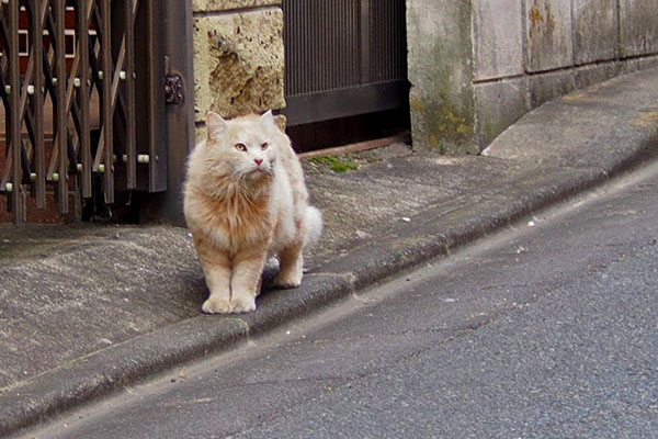 踵を返して上をみるナリコマっち