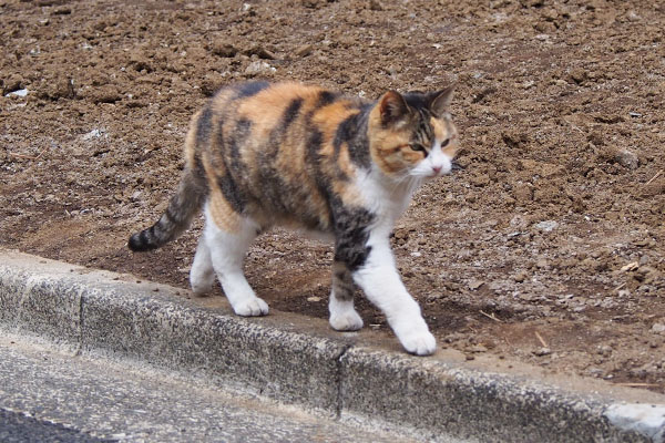 オトワちゃんランウェイ