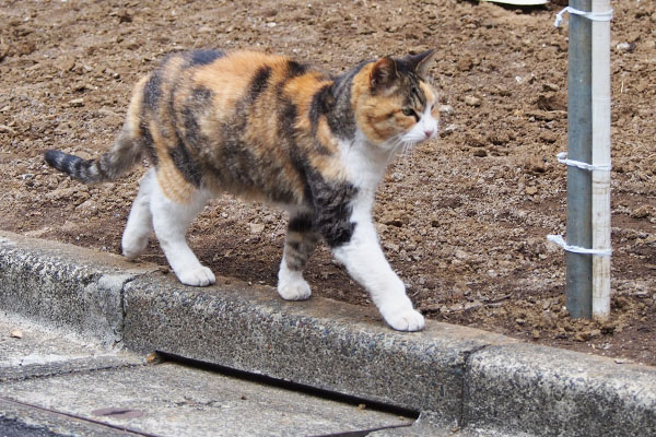 オトワちゃんナリコマ君を発見