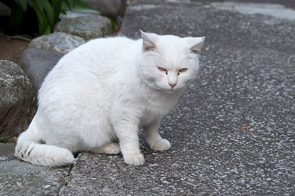 上からハク