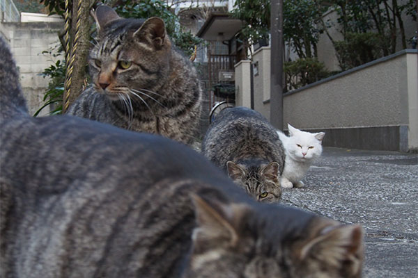 ひょっこり首を出すハク