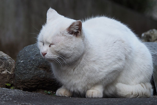 オヤジ風なハク