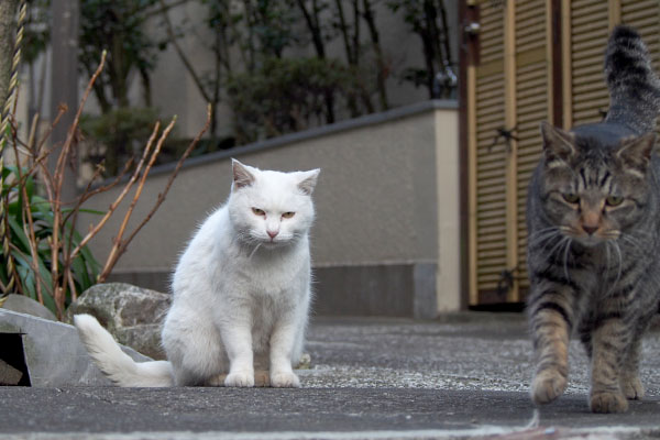 放心するハク