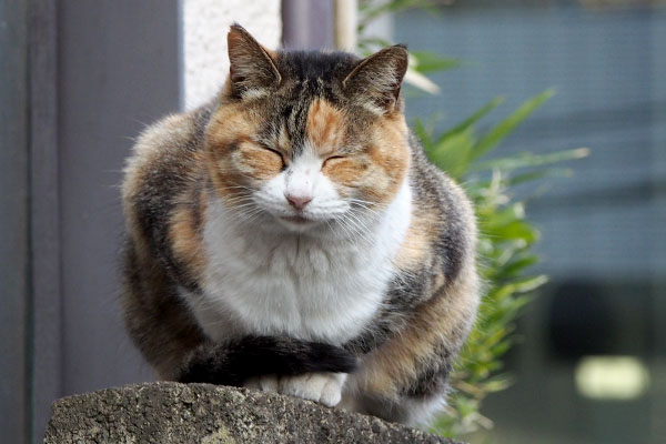 斜めになって寝たオトワ