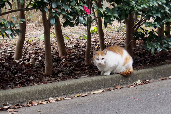 出てきて様子見プリン