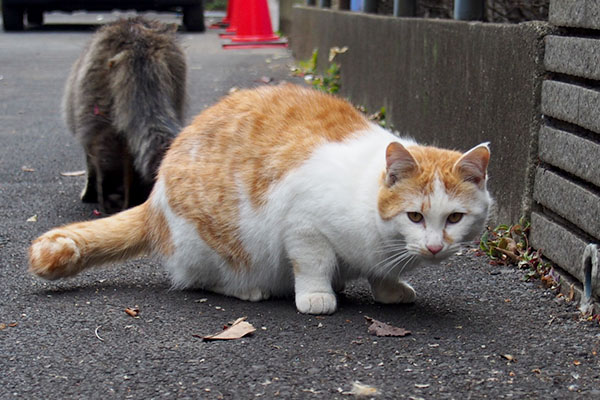 カメラ目線のプリン