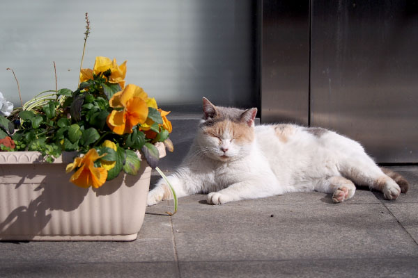 オレンジの花とみけ姐ひき