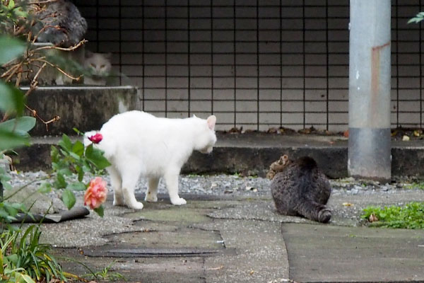 タビッツを追い詰める奥にハクちゃん