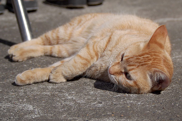 ちらっと同居猫さんを見る