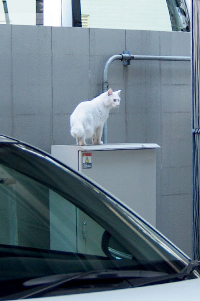 プリンスすみれの視線を気にする