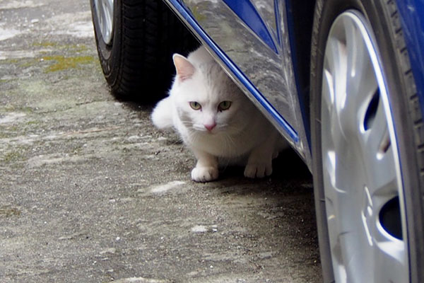 車の下にうさぎ発見