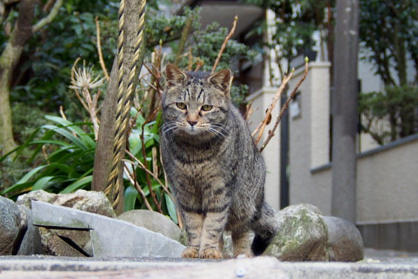 タビサンク登場