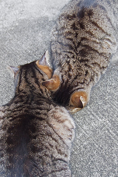 イン＆ヤンタビッツとタビサンク縦