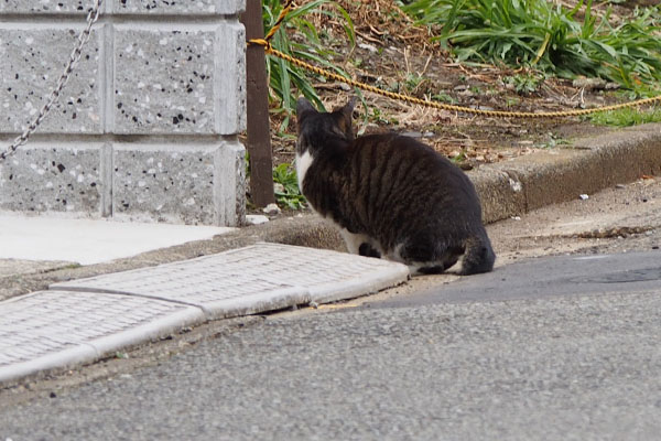 あっちに行こうかにゃ