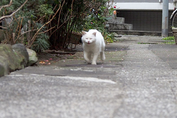 にゃごにゃごハク