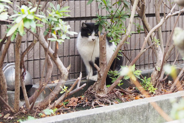 チラッと見るすみれ