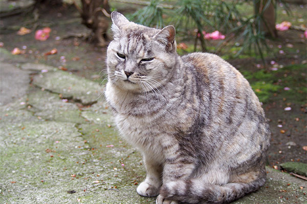 お代わり頂戴な銀