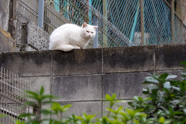 上からずっと見てるハク