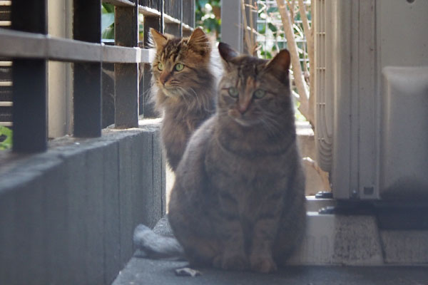 ボケ写真　サキのお腹