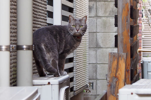 行きつつも振り返るケリー