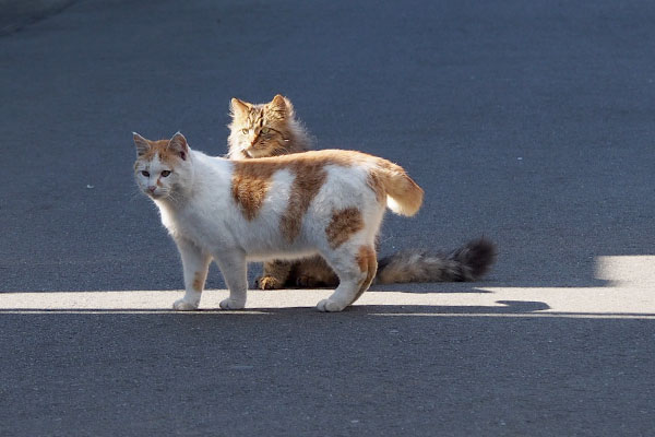 メレンゲお座り