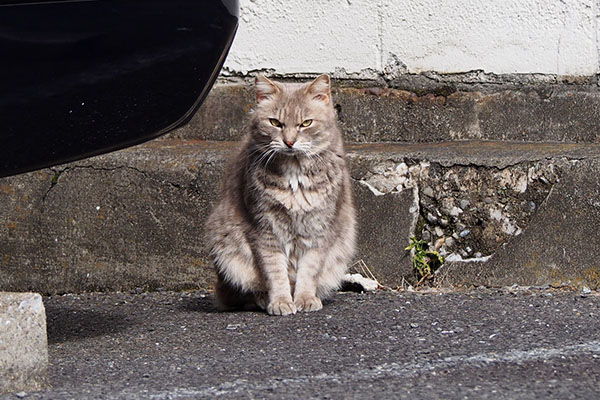 ちょっと迷惑顔グリ