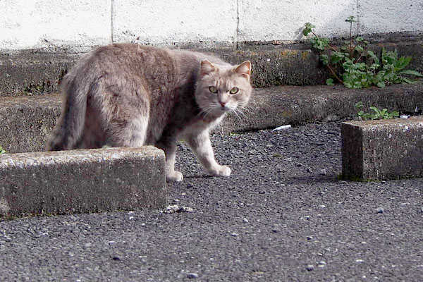 食べるにゃでもコッチ来るにゃ