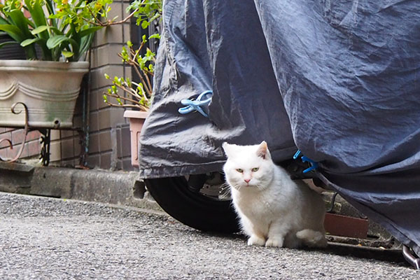 バイクの下にしろまる君